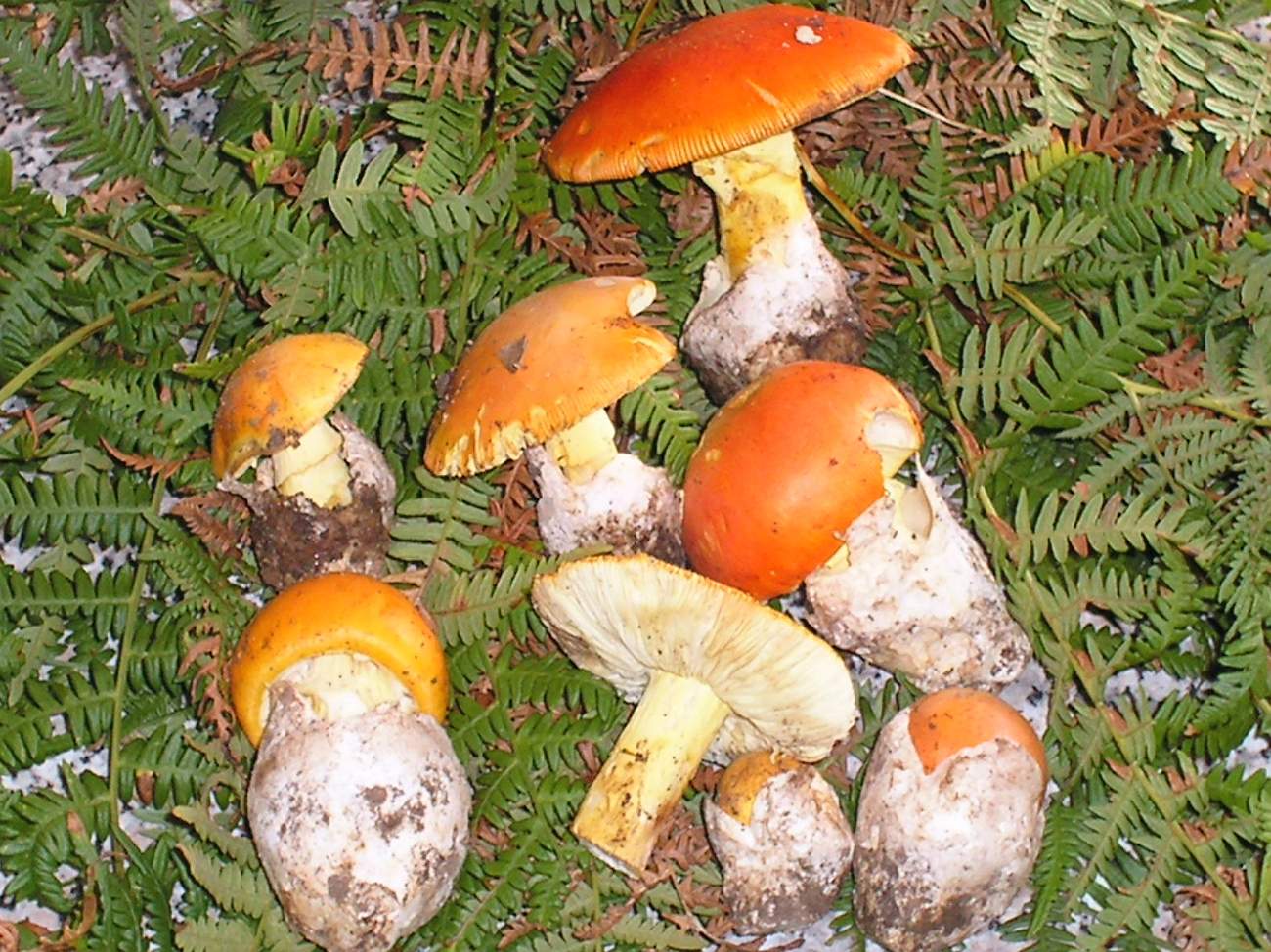 Amanita caesarea .